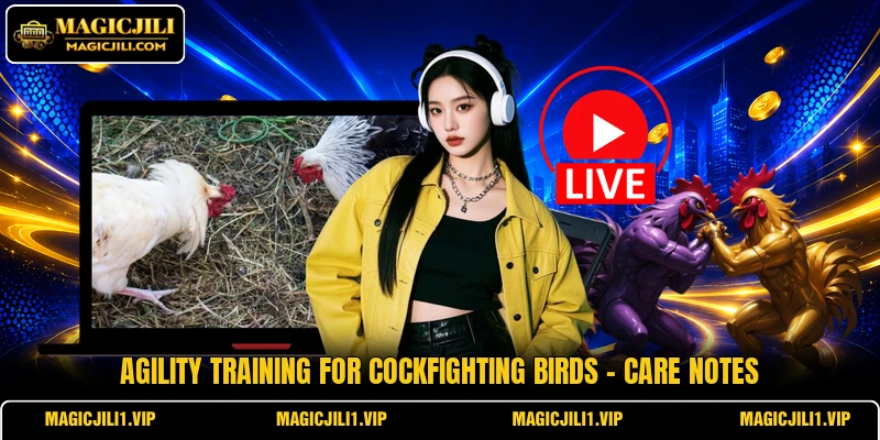 Agility Training For Cockfighting Birds - Care Notes