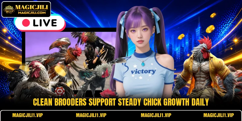 Clean brooders support steady chick growth daily Clean brooders support steady chick growth daily