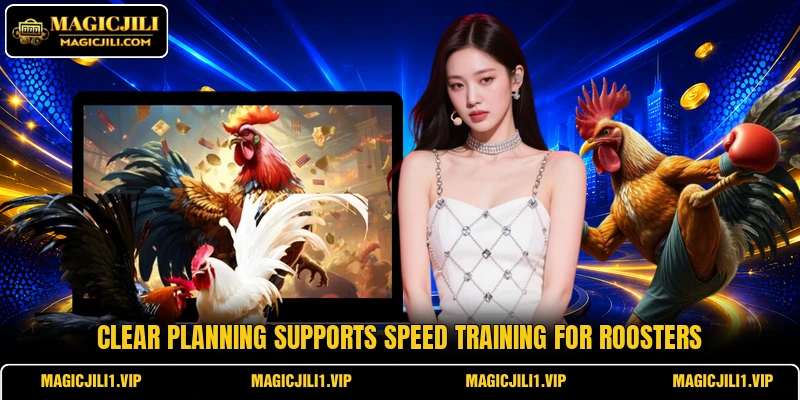 Clear planning supports Speed training for roosters Clear planning supports Speed training for roosters