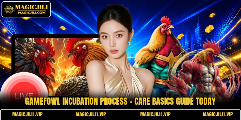 Gamefowl Incubation Process - Care Basics Guide Today